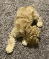 Estella, a female Cocker Spaniel for sale in Peachtree City, GA – Photo 8 of 9