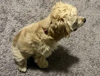 Estella, a female Cocker Spaniel for sale in Peachtree City, GA – Photo 5 of 9