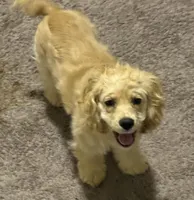 Estella, a female Cocker Spaniel for sale in Peachtree City, GA – Photo 2 of 9