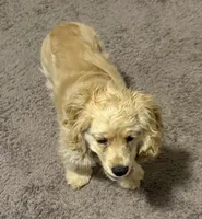 Estella, a female Cocker Spaniel for sale in Peachtree City, GA – Photo 6 of 9