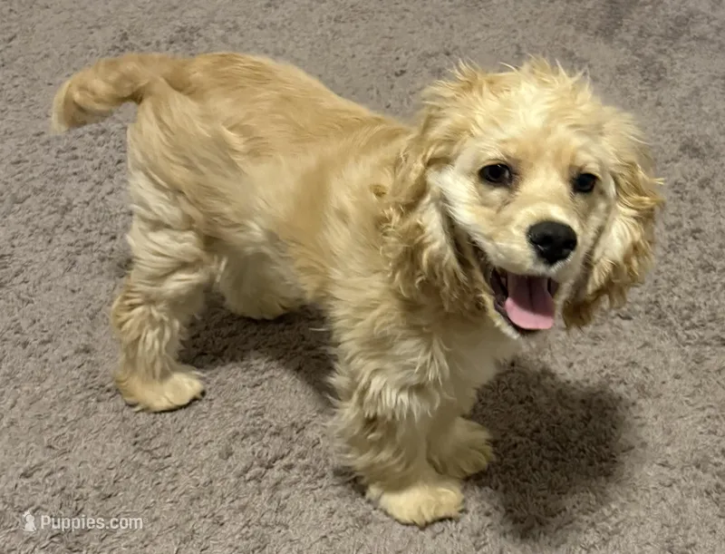 Estella – Cocker Spaniel puppy for sale in Peachtree City, GA