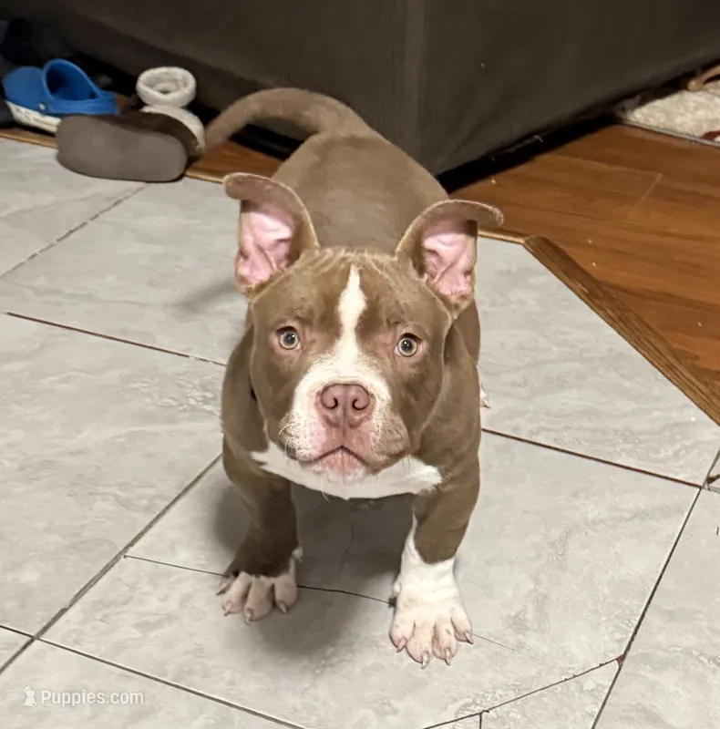 Brown – American Bully puppy for sale in Frederick, MD
