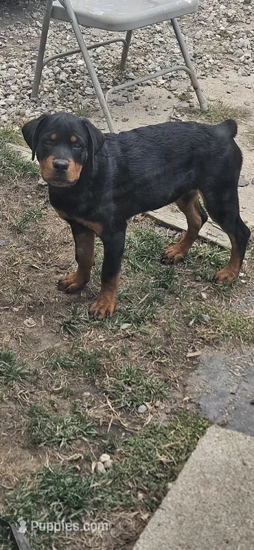 Missy  – Rottweiler puppy for sale in Pontiac, MI