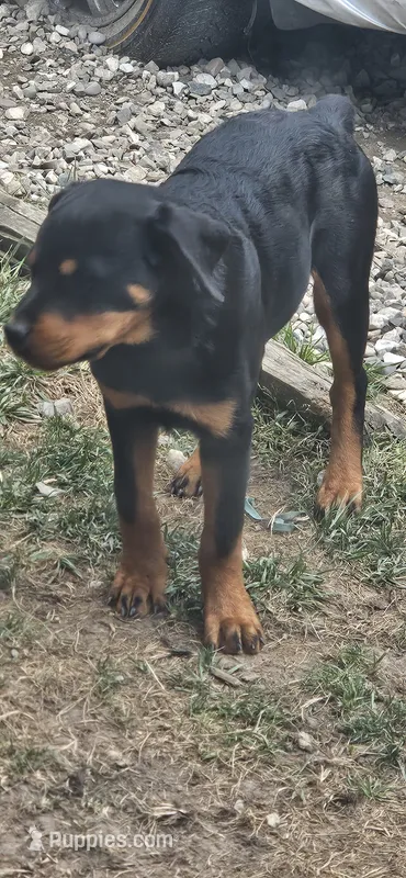 Mina – Rottweiler puppy for sale in Pontiac, MI