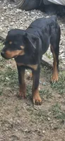 Mina, a female Rottweiler for sale in Pontiac, MI – 1 of 1