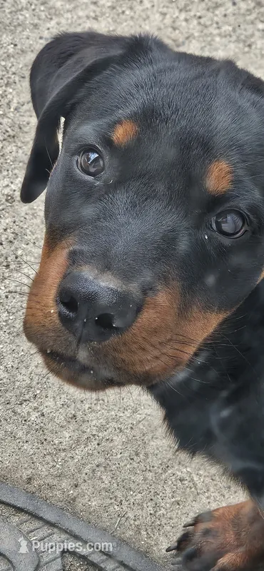 Minnie – Rottweiler puppy for sale in Pontiac, MI
