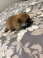 Blake, a male Pomeranian for sale in Lithia Springs, GA – Photo 2 of 3