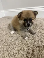 Bear, a male Pomeranian for sale in Lithia Springs, GA – Photo 2 of 6