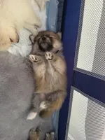 Bear, a male Pomeranian for sale in Lithia Springs, GA – Photo 3 of 6