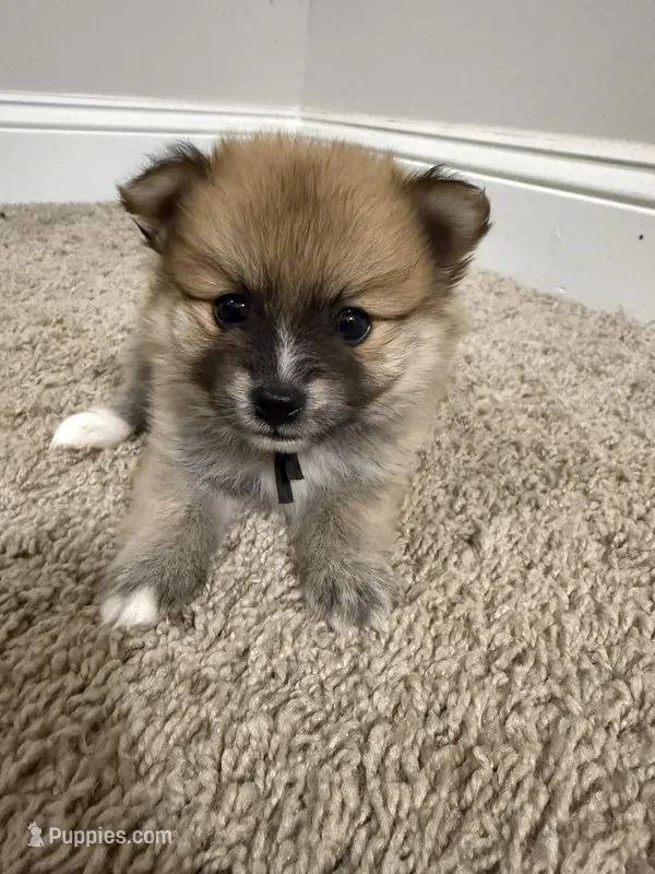 Bear – Pomeranian puppy for sale in Lithia Springs, GA