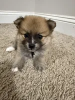 Bear, a male Pomeranian for sale in Lithia Springs, GA – Photo 1 of 6