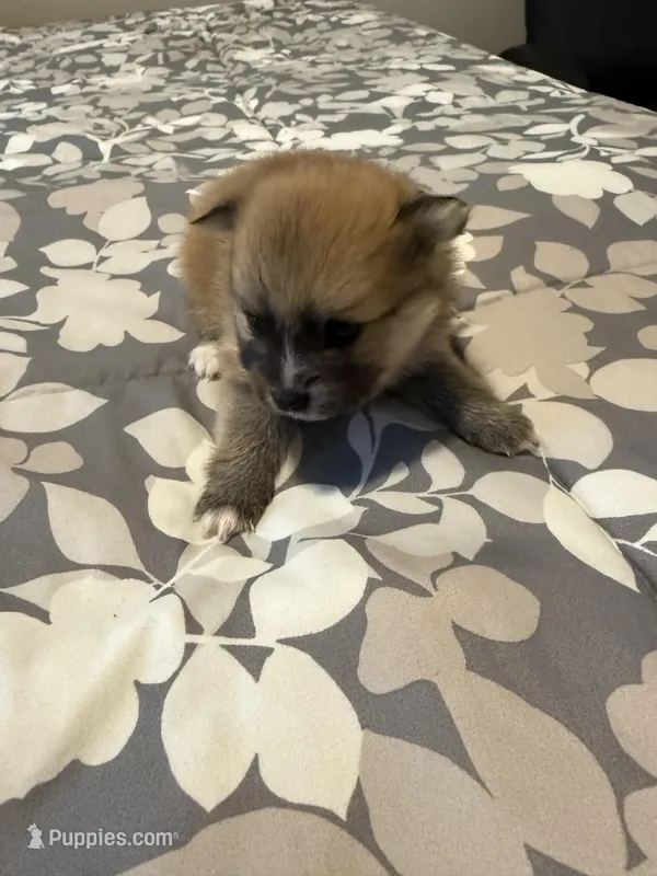 Blake – Pomeranian puppy for sale in Lithia Springs, GA
