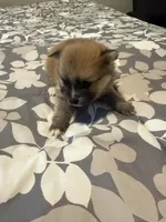 Blake, a male Pomeranian for sale in Lithia Springs, GA – Photo 1 of 3