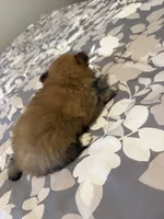 Blake, a male Pomeranian for sale in Lithia Springs, GA – Photo 3 of 3