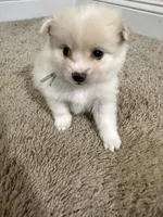 Teddy, a male Pomeranian for sale in Lithia Springs, GA – Photo 2 of 6