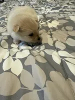 Teddy, a male Pomeranian for sale in Lithia Springs, GA – Photo 2 of 3