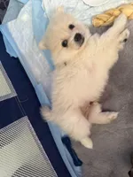 Teddy, a male Pomeranian for sale in Lithia Springs, GA – Photo 3 of 6