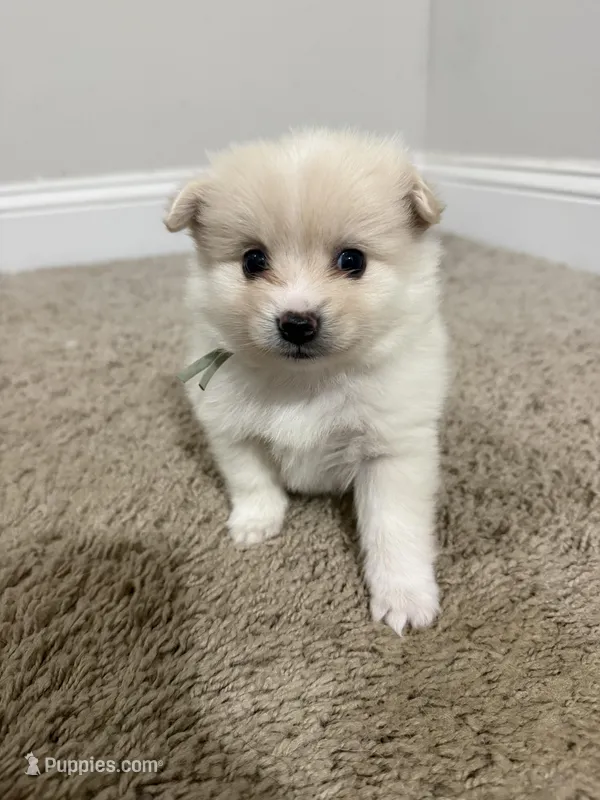 Teddy – Pomeranian puppy for sale in Lithia Springs, GA
