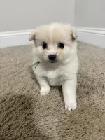 Teddy, a male Pomeranian for sale in Lithia Springs, GA – Photo 1 of 6