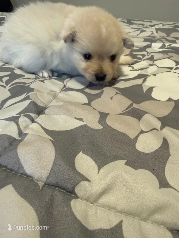 Teddy – Pomeranian puppy for sale in Lithia Springs, GA