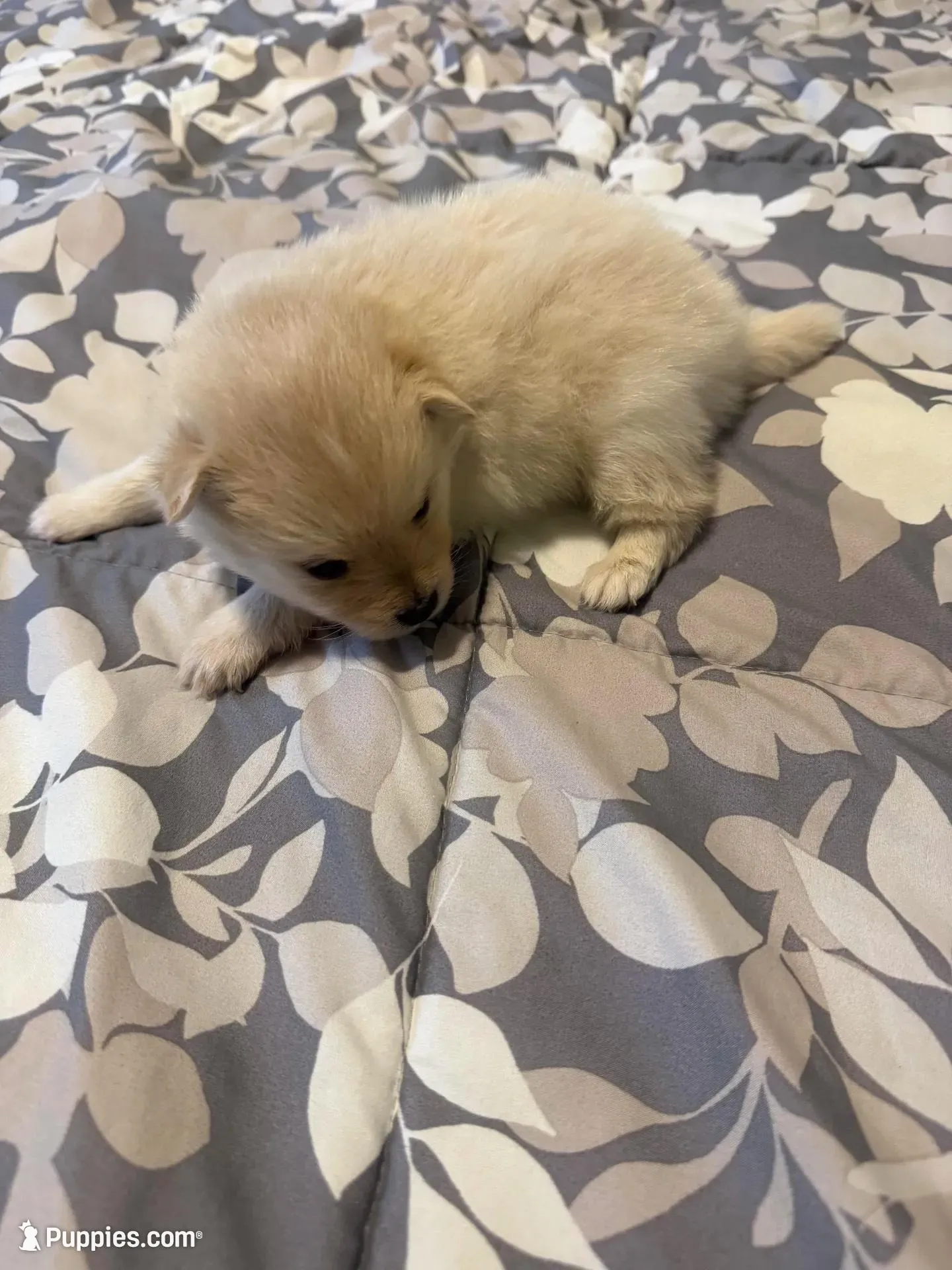 Teddy – Pomeranian puppy for sale in Lithia Springs, GA