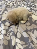 Teddy, a male Pomeranian for sale in Lithia Springs, GA – Photo 3 of 3