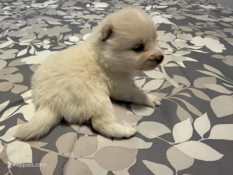 Grey – Pomeranian puppy for sale in Lithia Springs, GA