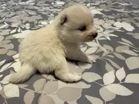 Grey, a male Pomeranian for sale in Lithia Springs, GA – Photo 1 of 2