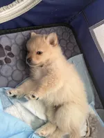 Snow, a male Pomeranian for sale in Lithia Springs, GA – Photo 2 of 4