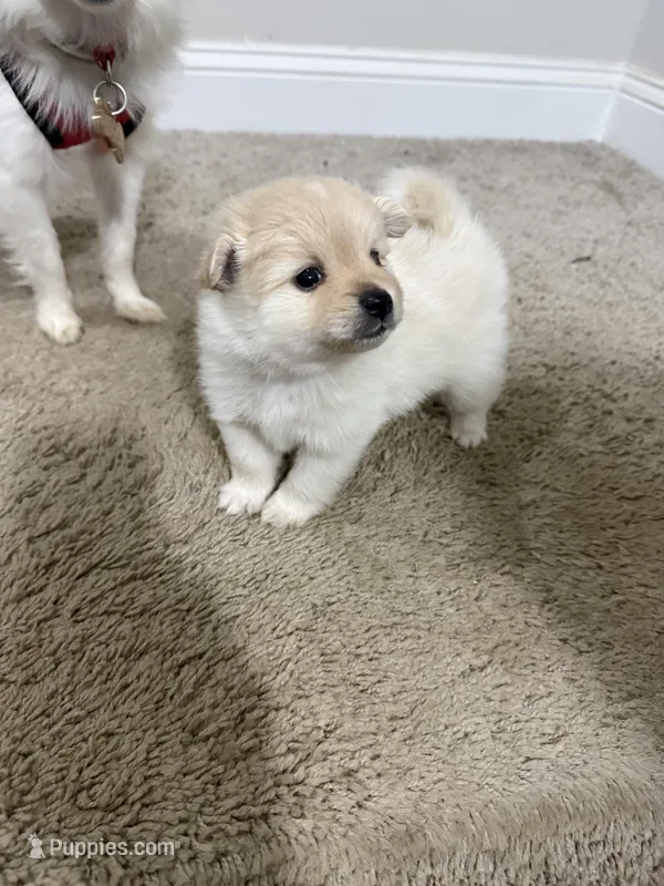 Snow – Pomeranian puppy for sale in Lithia Springs, GA