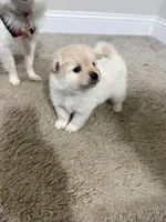 Snow, a male Pomeranian for sale in Lithia Springs, GA – Photo 1 of 3