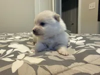 Grey, a male Pomeranian for sale in Lithia Springs, GA – Photo 2 of 2