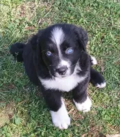 Bolt, a male Australian Shepherd for sale in Matthews, NC – Photo 3 of 4