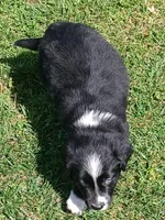 Bolt, a male Australian Shepherd for sale in Matthews, NC – Photo 4 of 4