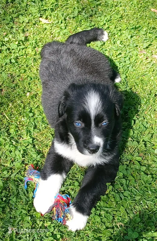 Bolt – Australian Shepherd puppy for sale in Matthews, NC