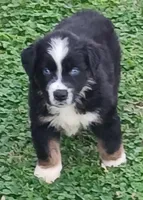 Sven, a male Australian Shepherd for sale in Matthews, NC – Photo 1 of 4