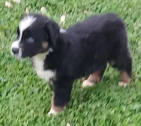 Sven, a male Australian Shepherd for sale in Matthews, NC – Photo 3 of 4