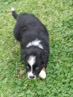 Sven, a male Australian Shepherd for sale in Matthews, NC – Photo 2 of 4