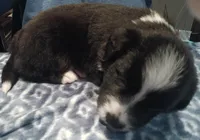 Sven, a male Australian Shepherd for sale in Matthews, NC – Photo 4 of 4