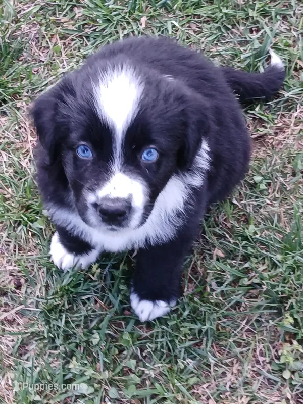 Eeyore – Australian Shepherd puppy for sale in Matthews, NC