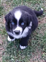 Eeyore, a male Australian Shepherd for sale in Matthews, NC – Photo 1 of 3