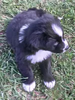 Eeyore, a male Australian Shepherd for sale in Matthews, NC – Photo 3 of 3