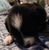 Kiara, a female Australian Shepherd for sale in Matthews, NC – Photo 5 of 6