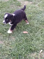 Kiara, a female Australian Shepherd for sale in Matthews, NC – Photo 2 of 6