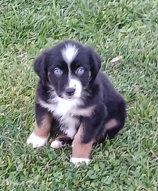 Kiara – Australian Shepherd puppy for sale in Matthews, NC