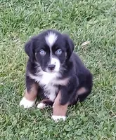 Kiara, a female Australian Shepherd for sale in Matthews, NC – Photo 1 of 6