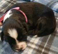 Kiara, a female Australian Shepherd for sale in Matthews, NC – Photo 3 of 6