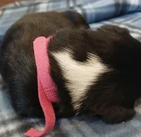 Kiara, a female Australian Shepherd for sale in Matthews, NC – Photo 6 of 6