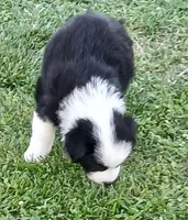Olaf, a male Australian Shepherd for sale in Matthews, NC – Photo 2 of 5