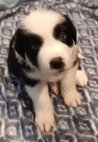 Olaf, a male Australian Shepherd for sale in Matthews, NC – Photo 4 of 5